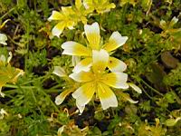 Limnanthes douglasii (fam Limnanthacees) (Californie) (2) (Photo F. Mrugala)